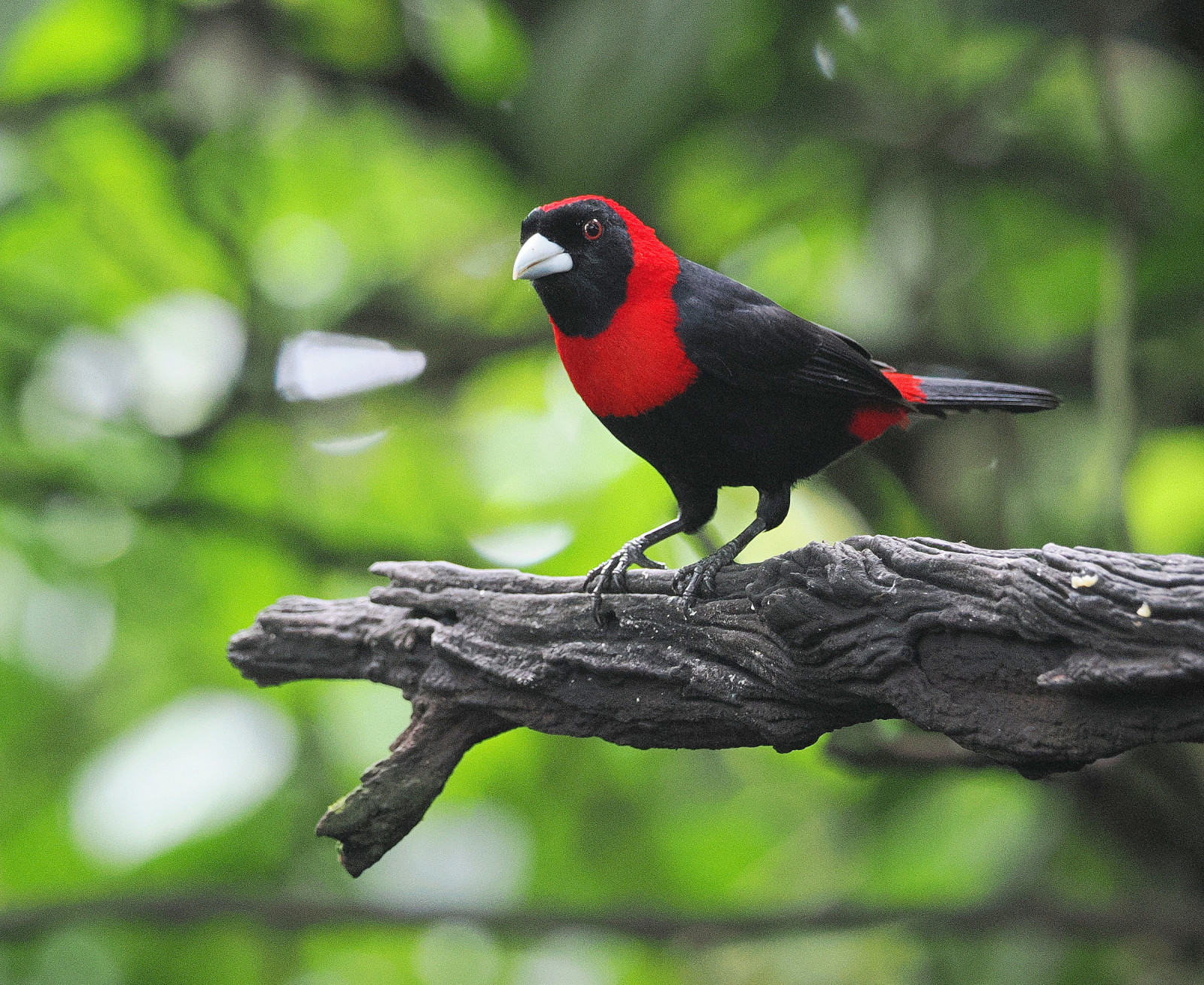 image Crimson-collared Tanager